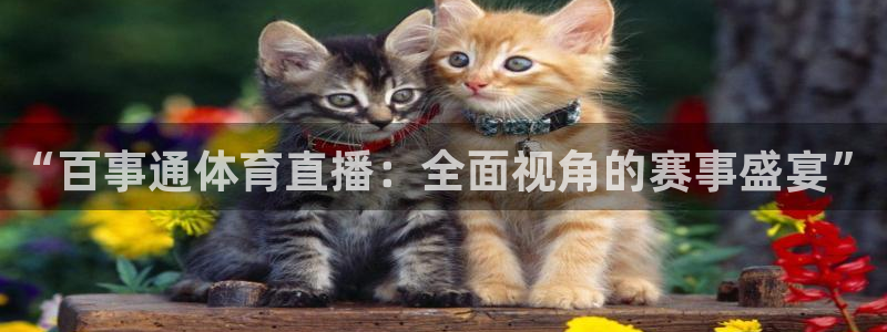 黑白直播jrs直播nba：“百事通体育直播：全面视角的赛事盛宴”